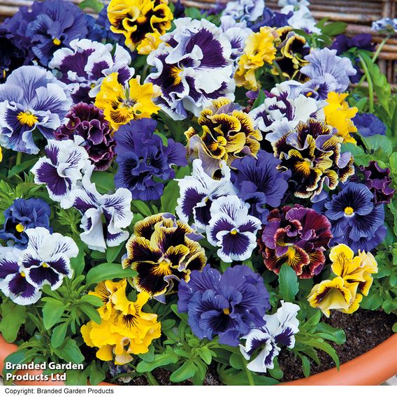 Pansy 'Frizzle Sizzle' Mixed