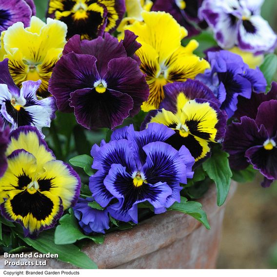 Pansy 'Frizzle Sizzle' Mixed