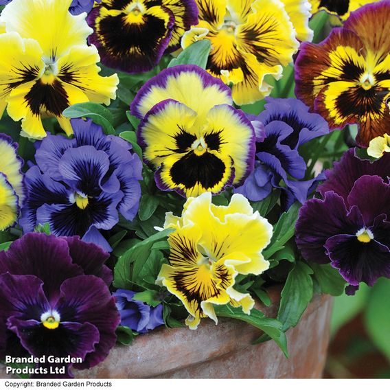 Pansy 'Frizzle Sizzle' Mixed