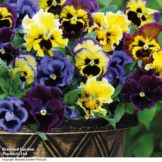 Pansy 'Frizzle Sizzle' Mixed