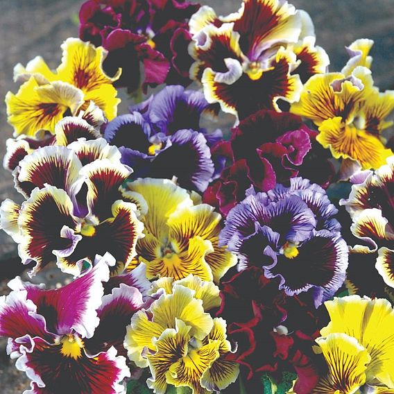 Pansy 'Frizzle Sizzle' Mixed