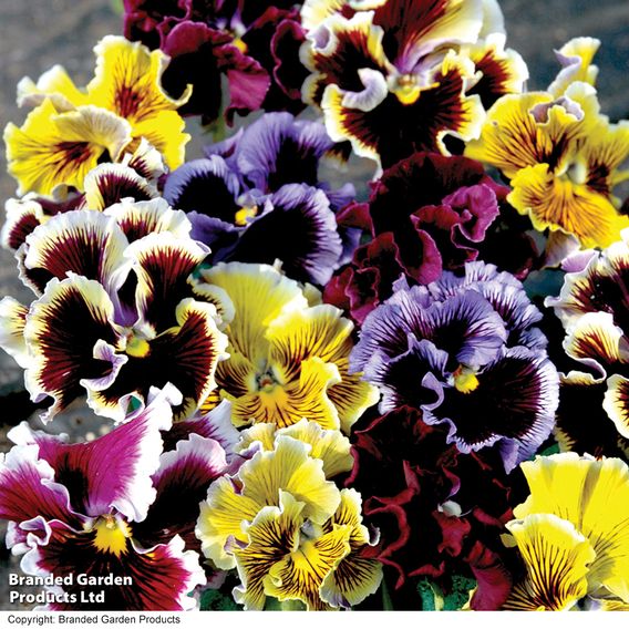 Pansy 'Frizzle Sizzle' Mixed