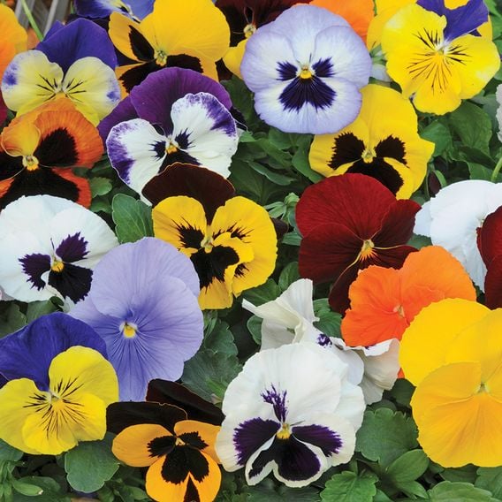 Pansy 'Matrix&trade; Mixed'