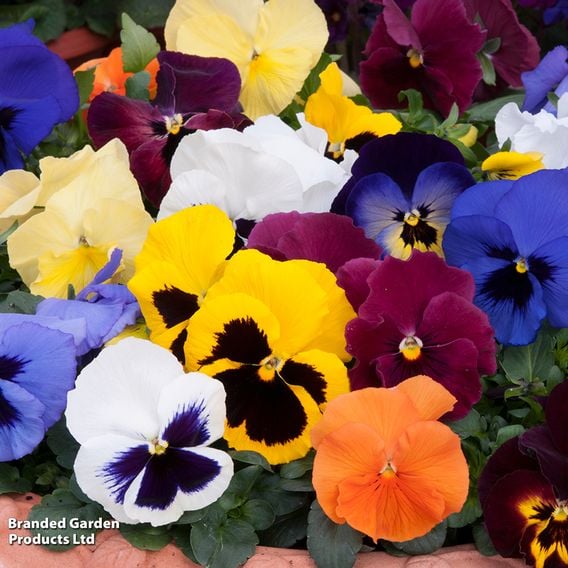 Winter Bedding Super Saver Collection
