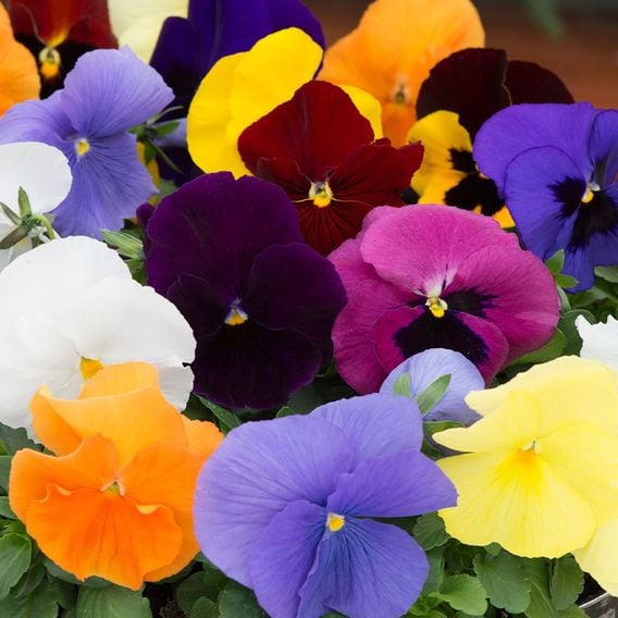 Pansy 'Matrix&trade; Mixed'