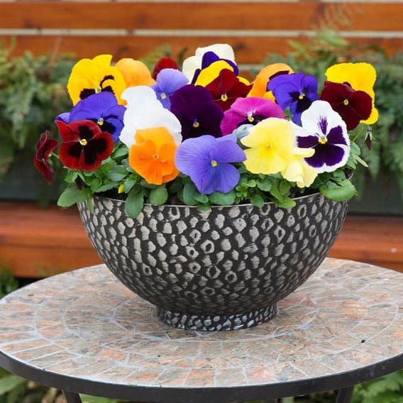 Pansy 'Matrix&trade; Mixed'