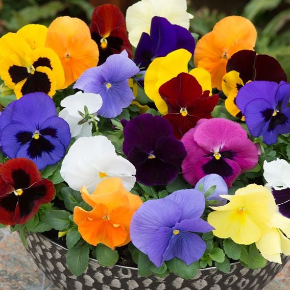 Pansy 'Matrix&trade; Mixed'