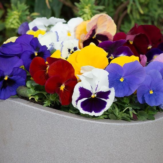 Pansy 'Matrix&trade; Mixed'