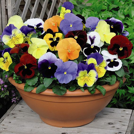 Pansy 'Most Scented' Mix