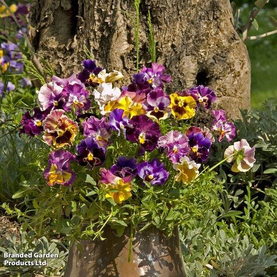 Pansy 'Moulin Rouge' F1 - Seeds