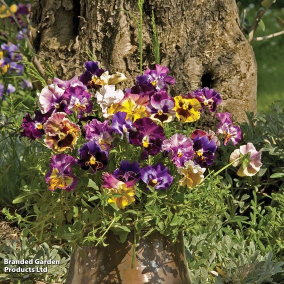 Pansy 'Moulin Rouge' F1 - Seeds