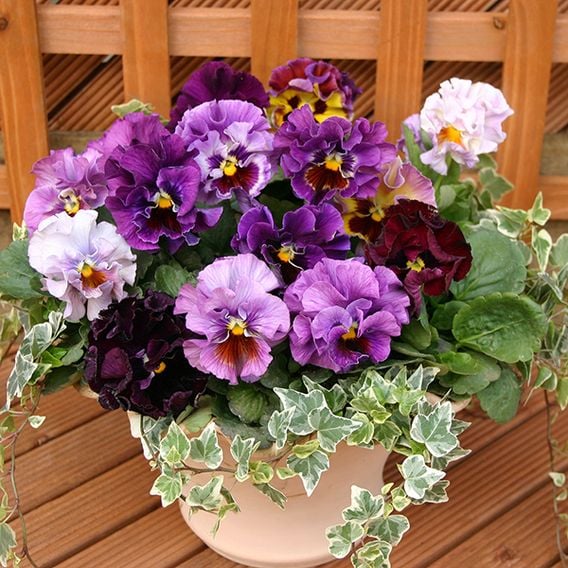 Pansy 'Moulin Rouge' F1 - Seeds