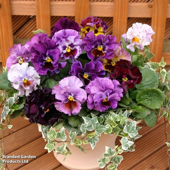 Pansy 'Moulin Rouge' F1 - Seeds