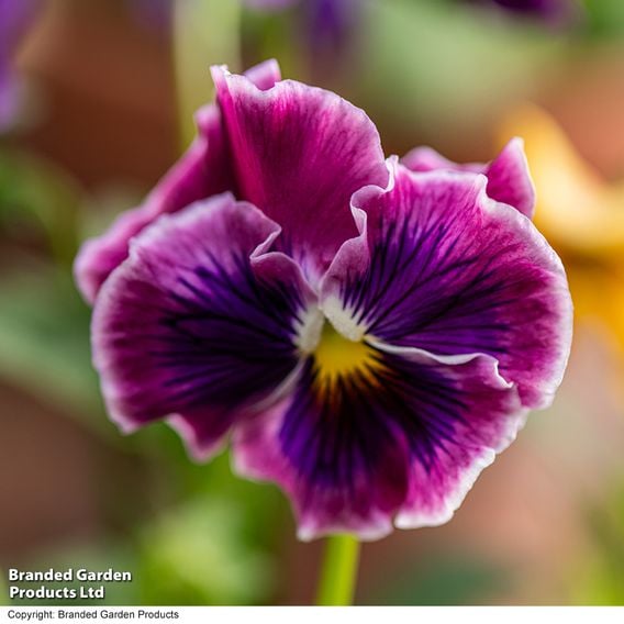 Pansy 'Moulin Rouge Mix'