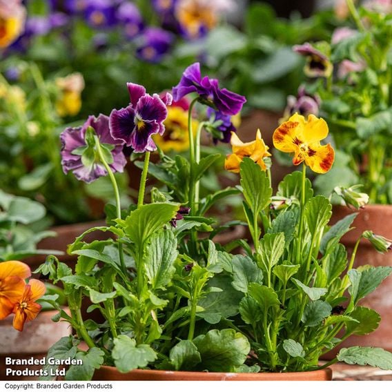 Pansy 'Moulin Rouge Mix'