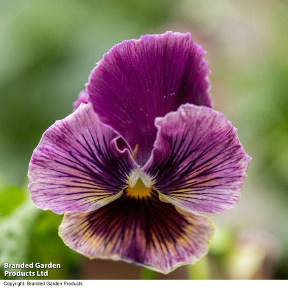 Pansy 'Moulin Rouge Mix'