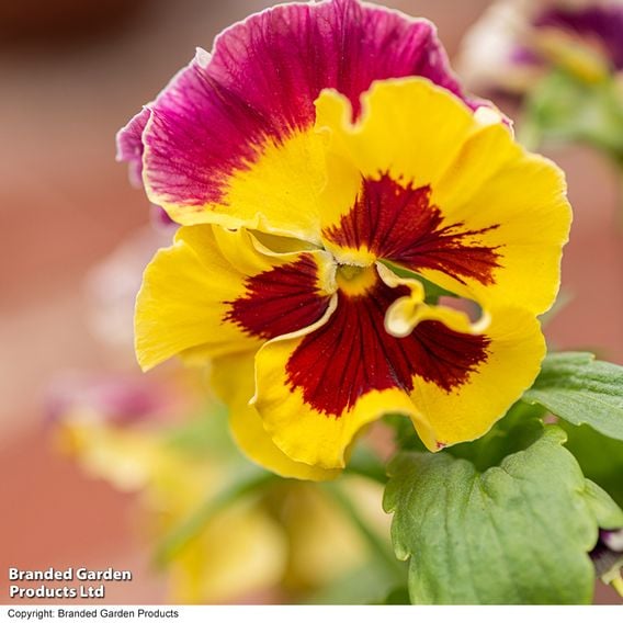 Pansy 'Moulin Rouge Mix'
