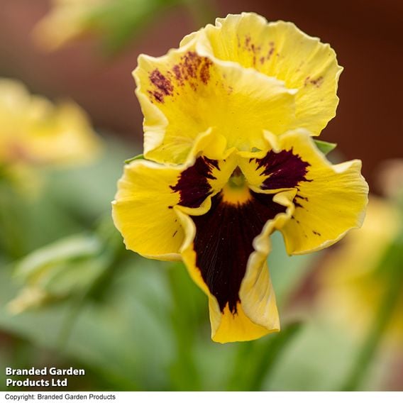 Pansy 'Moulin Rouge Mix'