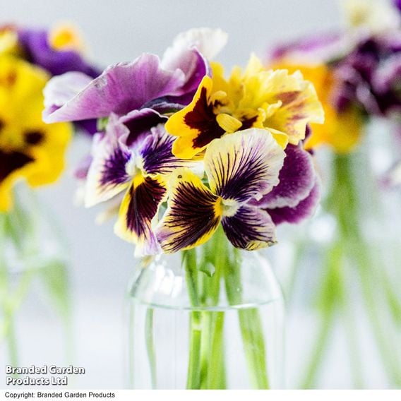 Pansy 'Moulin Rouge Mix'