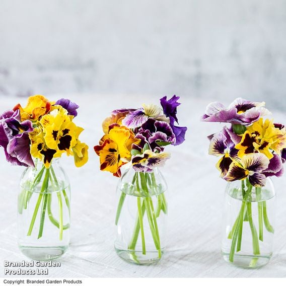 Pansy 'Moulin Rouge Mix'