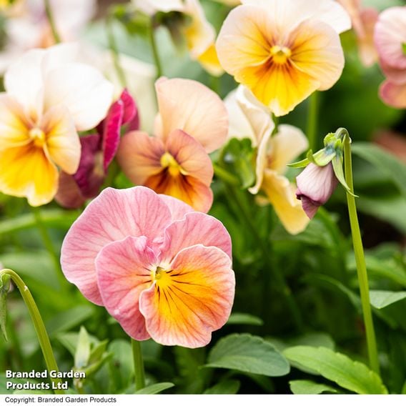 Pansy 'Antique Shades'