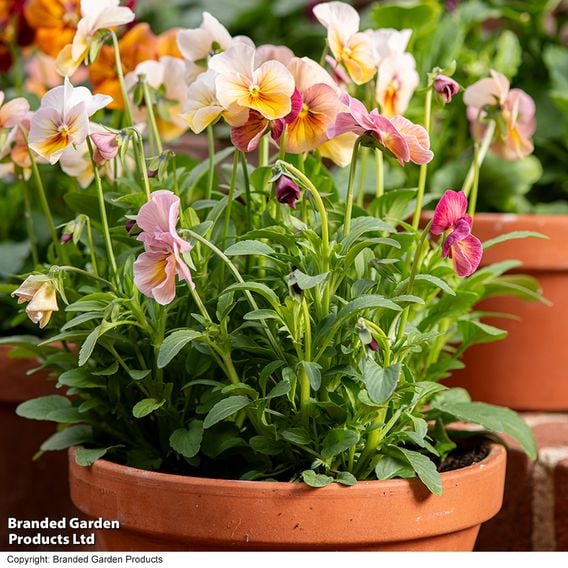 Pansy 'Antique Shades'