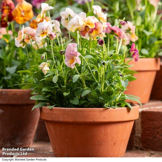 Pansy 'Antique Shades'