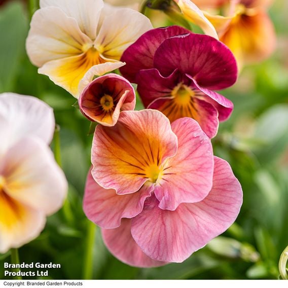 Pansy 'Antique Shades'