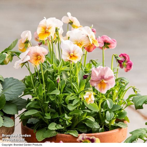 Pansy 'Antique Shades'