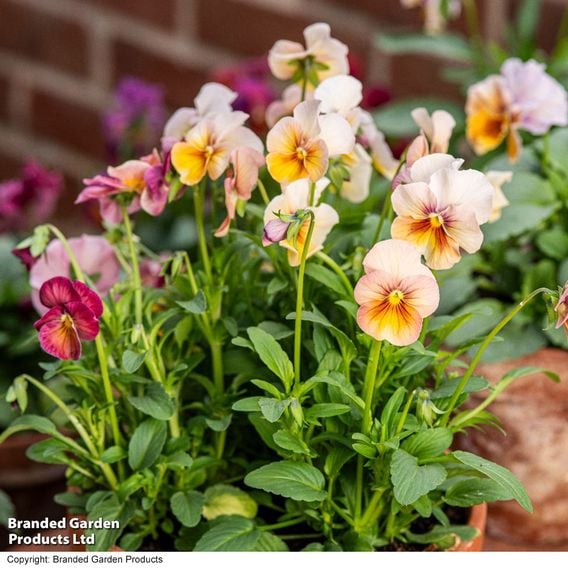 Pansy 'Antique Shades'