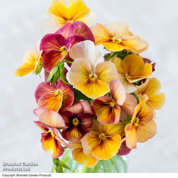 Pansy 'Antique Shades'