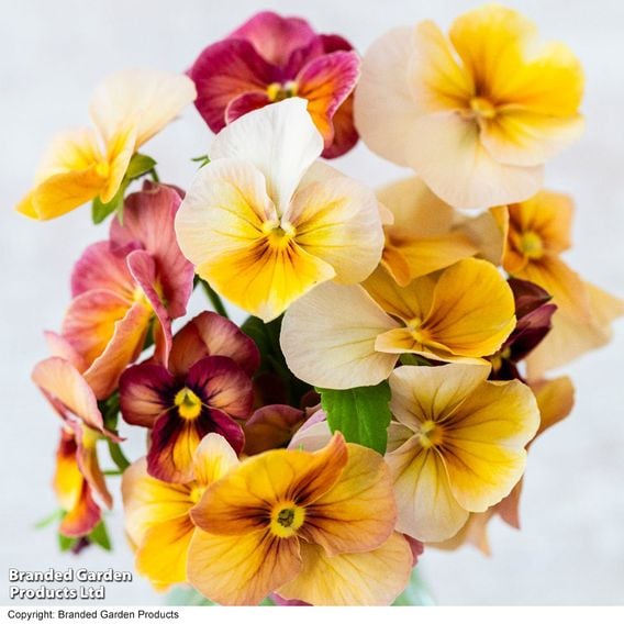 Pansy 'Antique Shades'