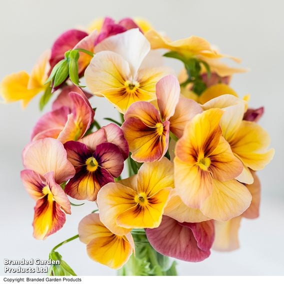 Pansy 'Antique Shades'