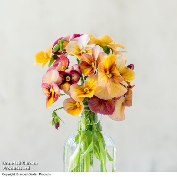 Pansy 'Antique Shades'