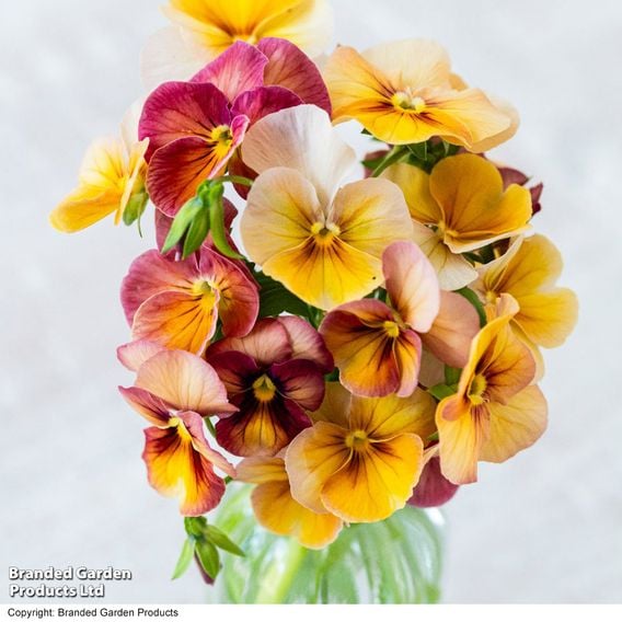 Pansy 'Antique Shades'