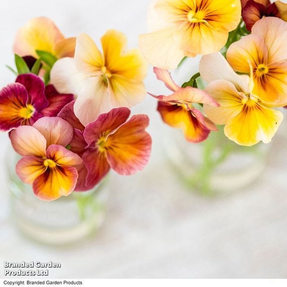 Pansy 'Antique Shades'