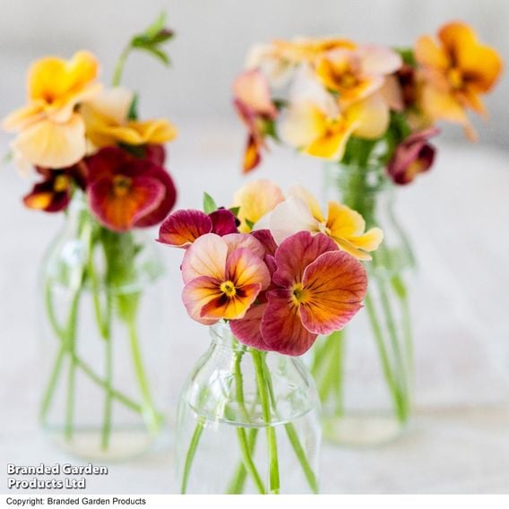Pansy 'Antique Shades'