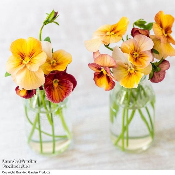 Pansy 'Antique Shades'