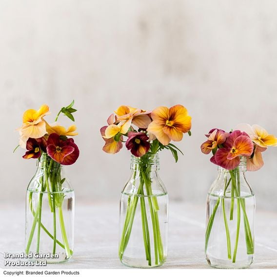 Pansy 'Antique Shades'