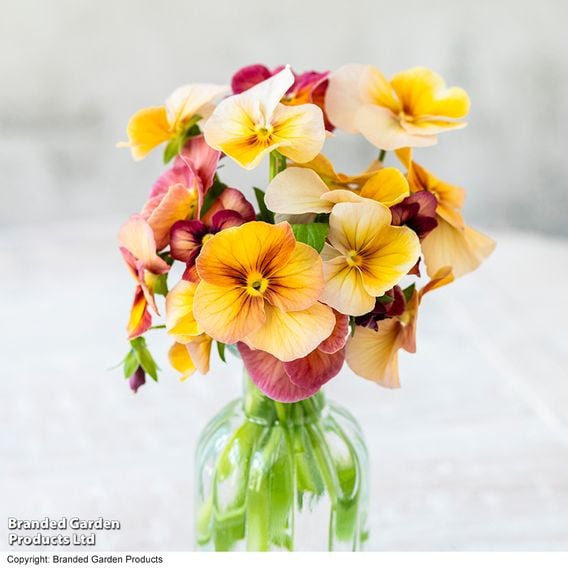Pansy 'Antique Shades'