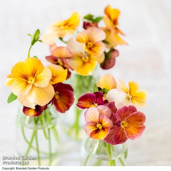 Pansy 'Antique Shades'