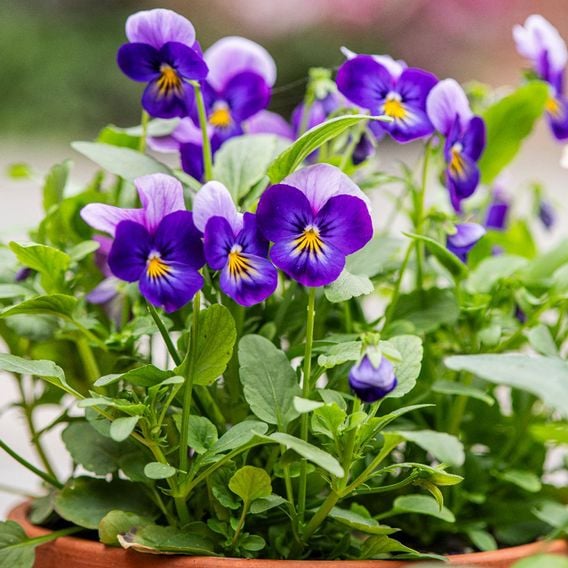 Viola 'Neon Flash' - Seeds