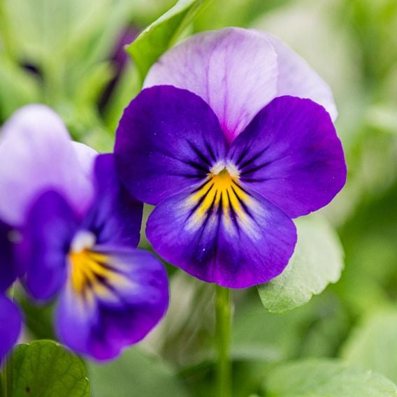 Viola 'Neon Flash' - Seeds