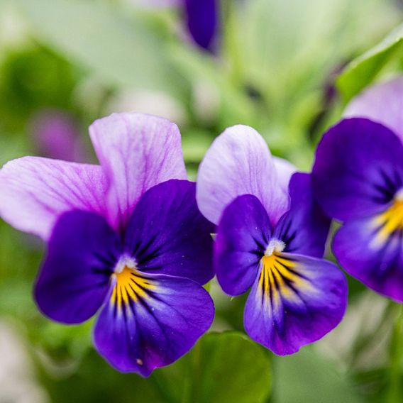 Viola 'Neon Flash' - Seeds