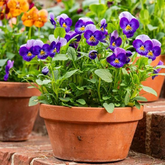 Viola 'Neon Flash' - Seeds