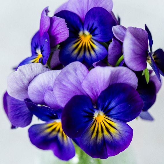 Viola 'Neon Flash' - Seeds
