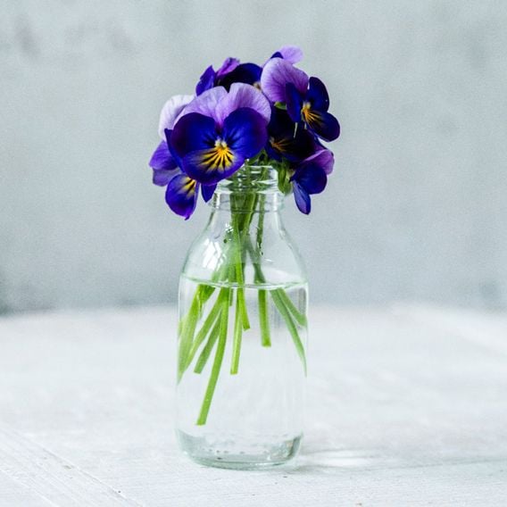 Viola 'Neon Flash' - Seeds