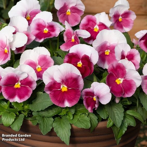Winter Bedding Super Saver Collection