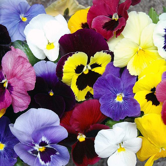 Pansy 'Universal Mixed' F1 Hybrid