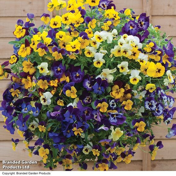 Viola (Pansy) 'Waterfall Mix'